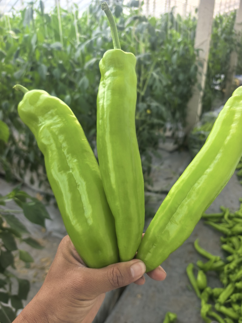 产地直发黄尖椒精品