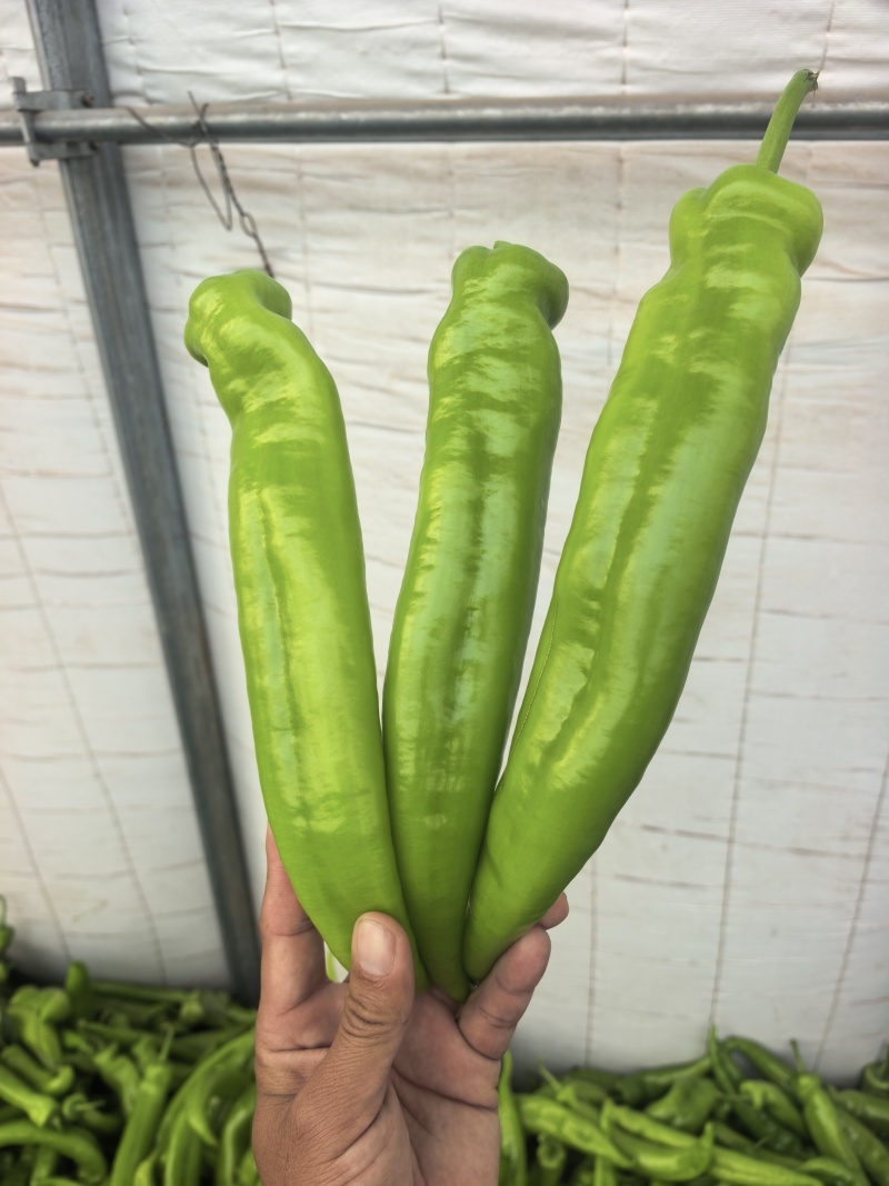 产地直发黄尖椒精品