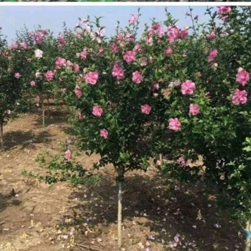 木槿基地/木槿高杆丛生批发供应