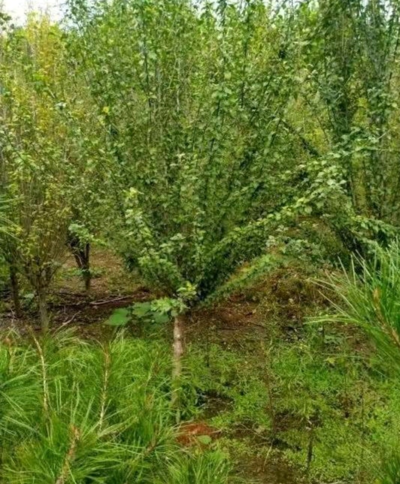 木槿基地/木槿高杆丛生批发供应