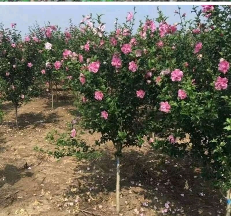 木槿基地/木槿高杆丛生批发供应