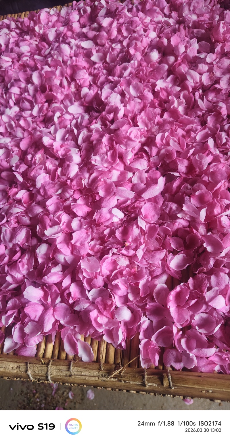 日照2026桃花红茶
