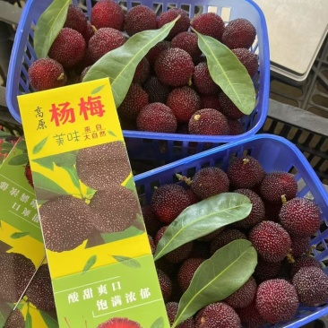 石屏杨梅