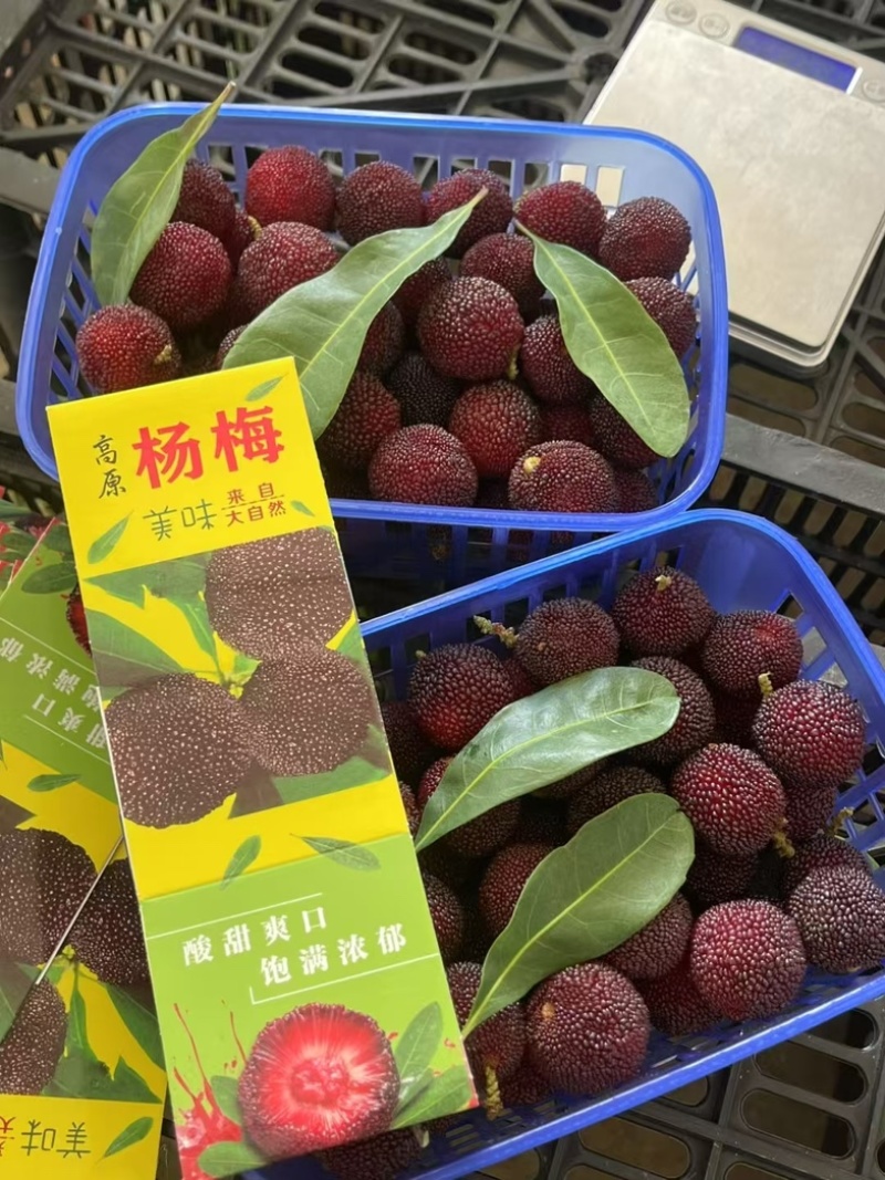 石屏杨梅
