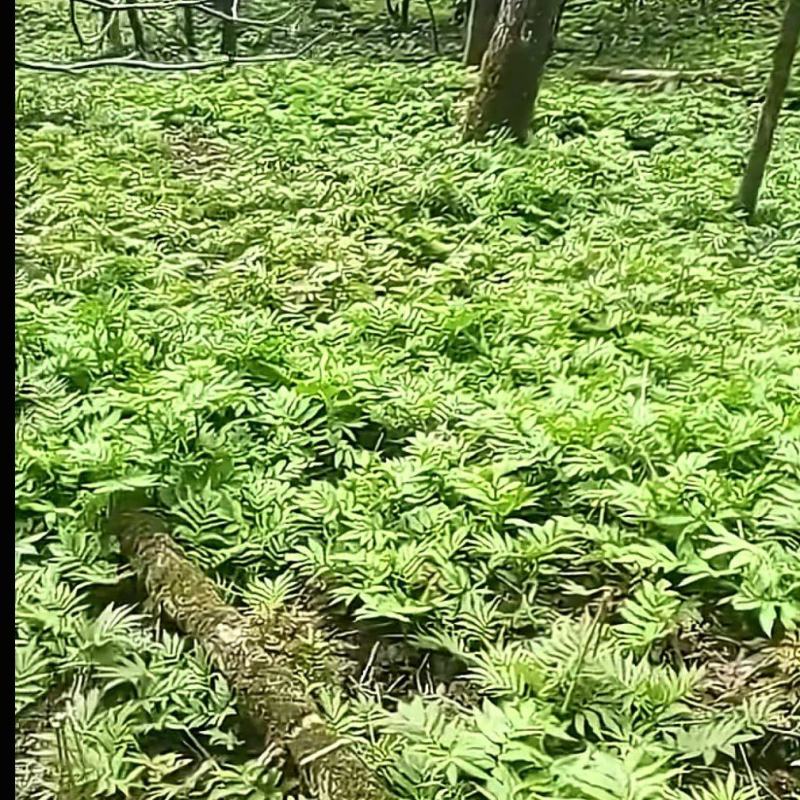 高山野菜雪芽菜