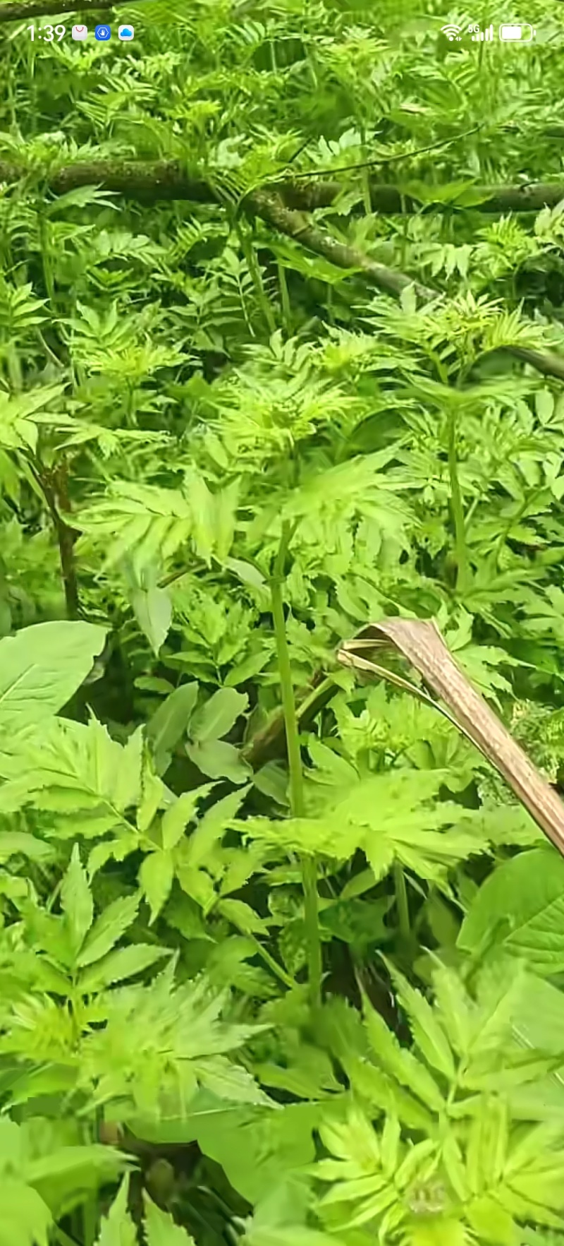 高山野菜雪芽菜