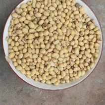 来自东北吉林四平颗粒饱满的黄豆质量保证物流发货