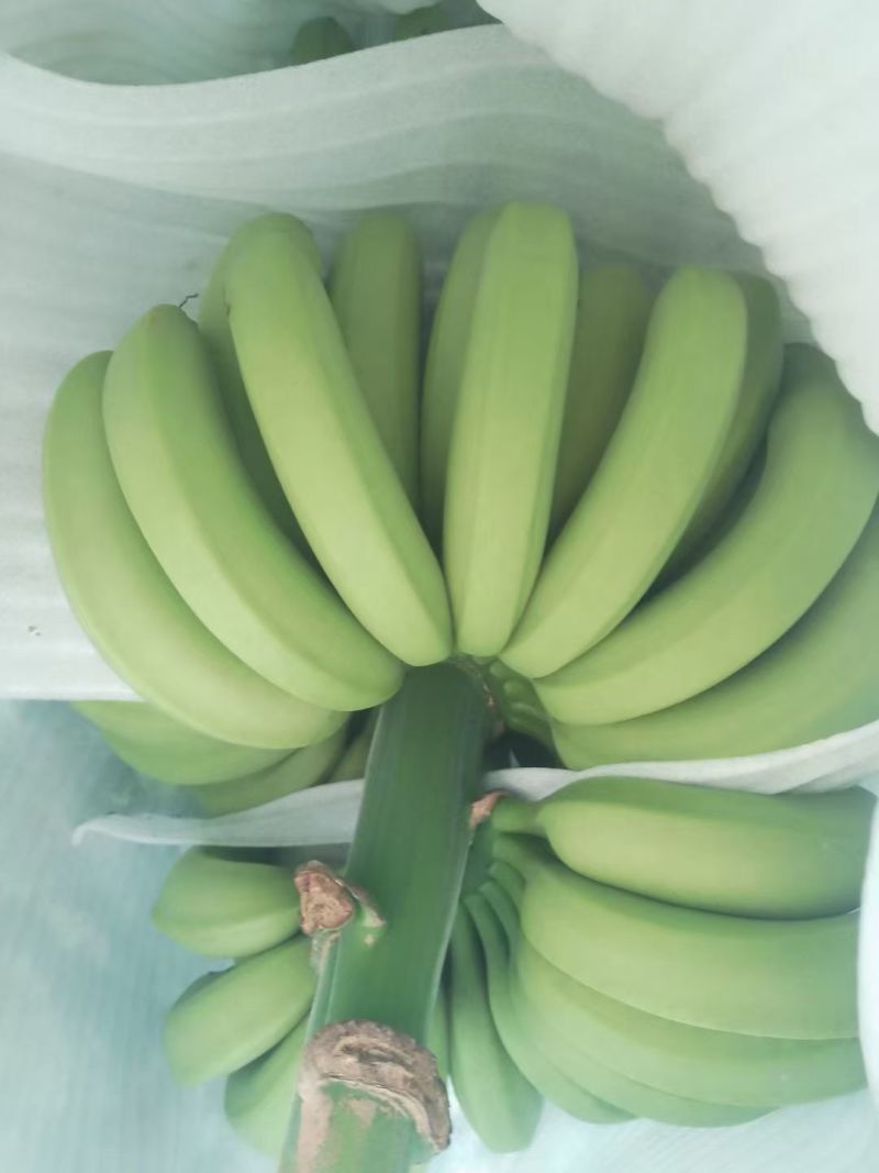 云南本地香蕉产地自产自销。云南普洱发货。