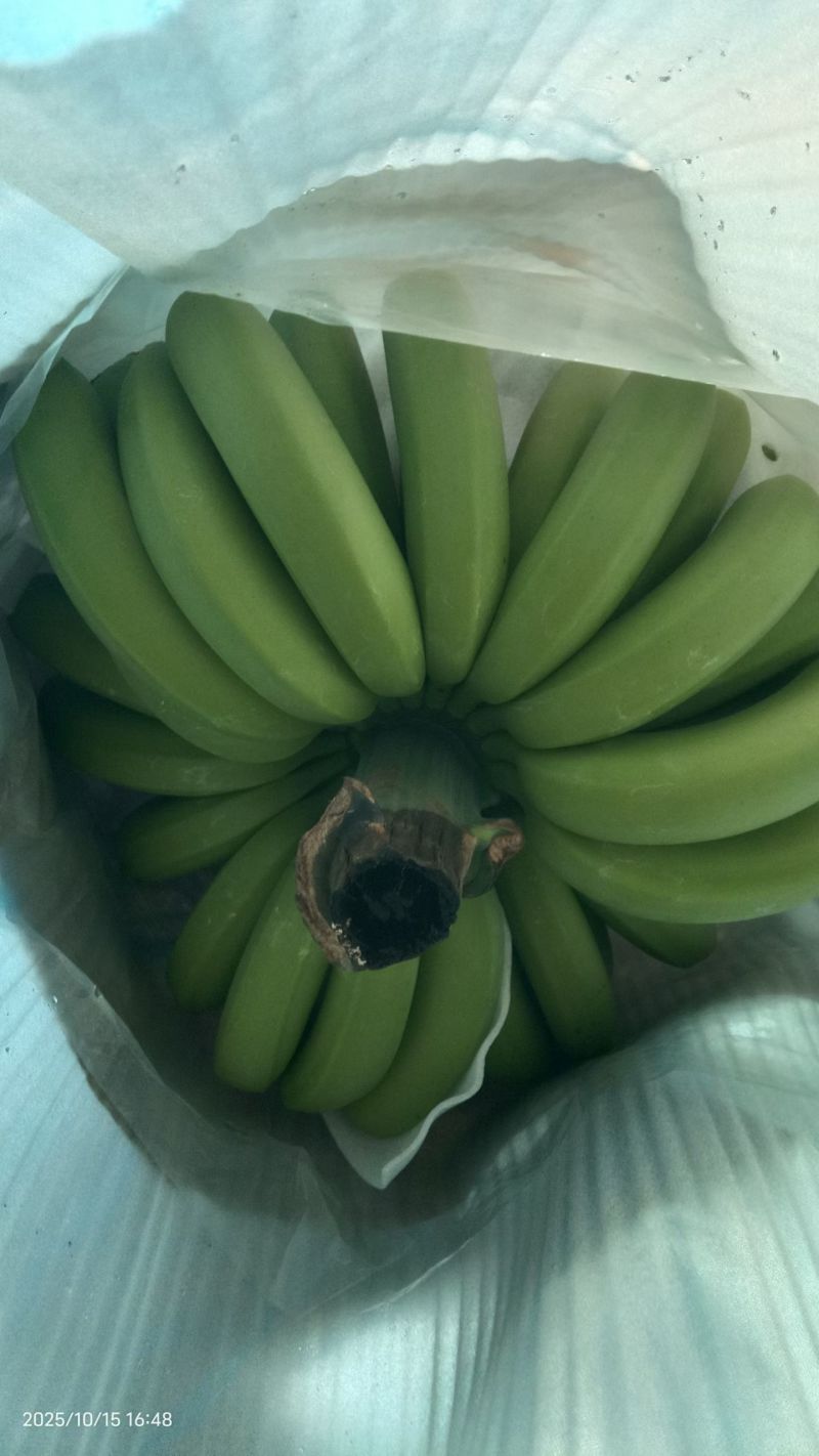 云南本地香蕉产地自产自销。云南普洱发货。