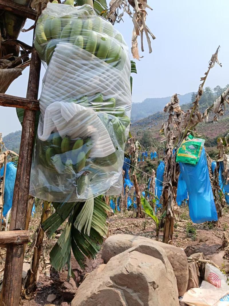云南本地香蕉产地自产自销。云南普洱发货。