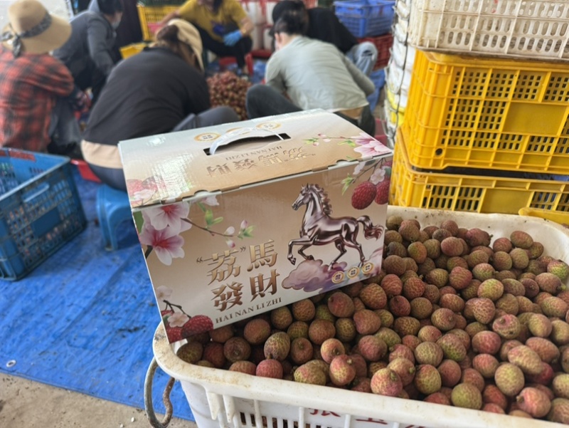 陵水桂花香荔枝即将上市支持各大平台代发团购整车