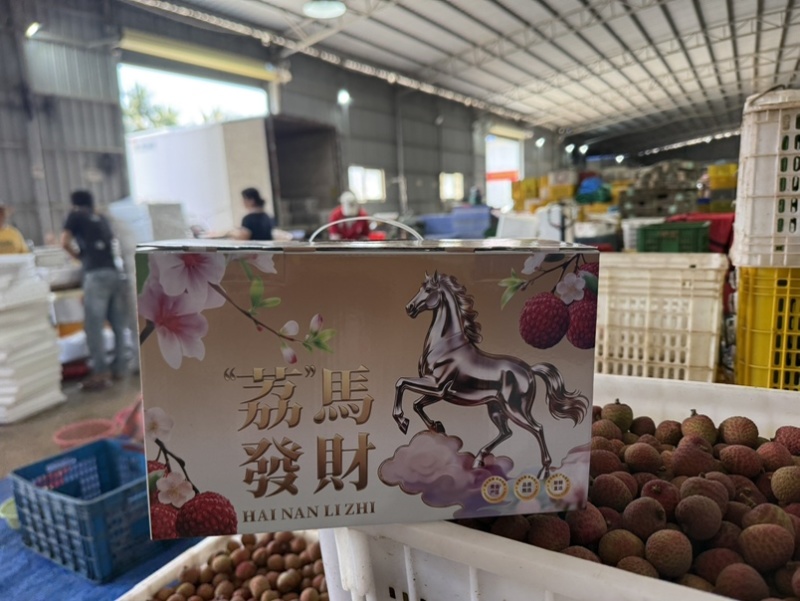 陵水桂花香荔枝即将上市支持各大平台代发团购整车