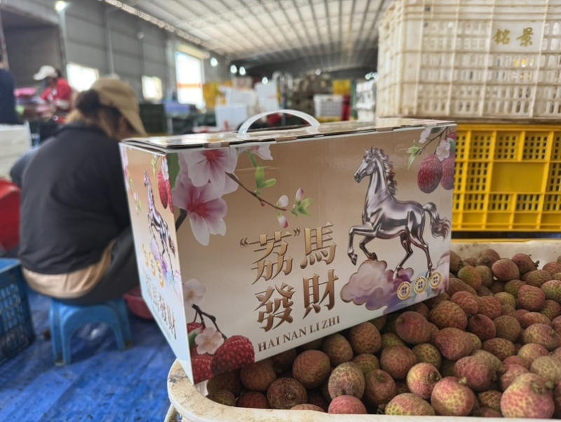 陵水桂花香荔枝即将上市支持各大平台代发团购整车