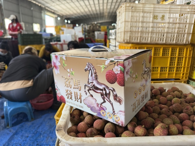 陵水桂花香荔枝即将上市支持各大平台代发团购整车