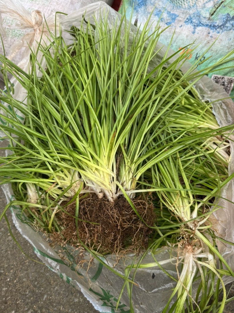 肺筋草金线吊白米野生鲜货干货批发