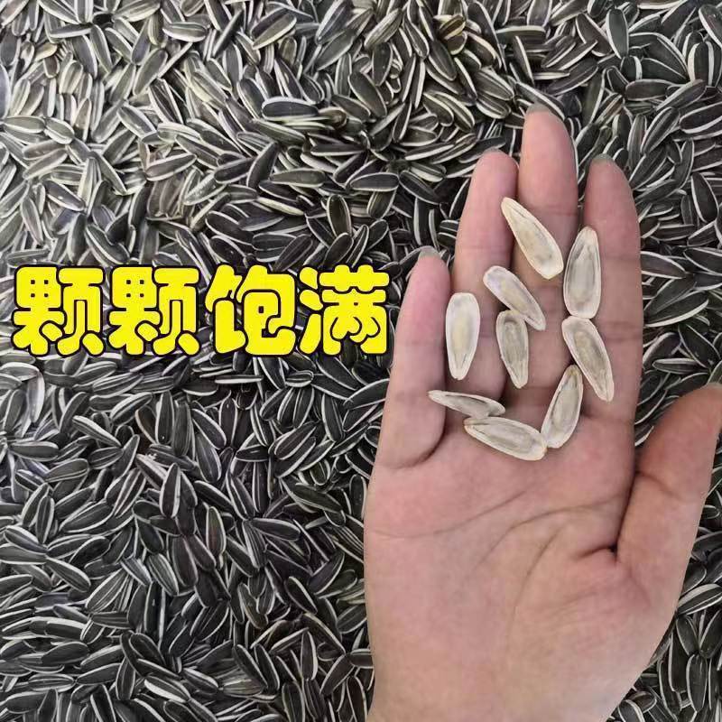 【实力】朔州市葵花籽（田葵一号）颗颗饱满品质保证质优