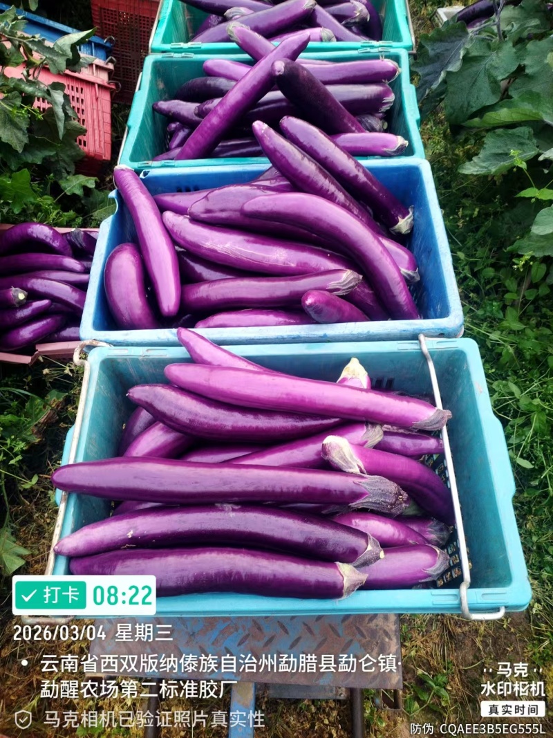 量大稳定茄子基地直供茄子红茄子紫茄长茄广茄长茄云南茄云南