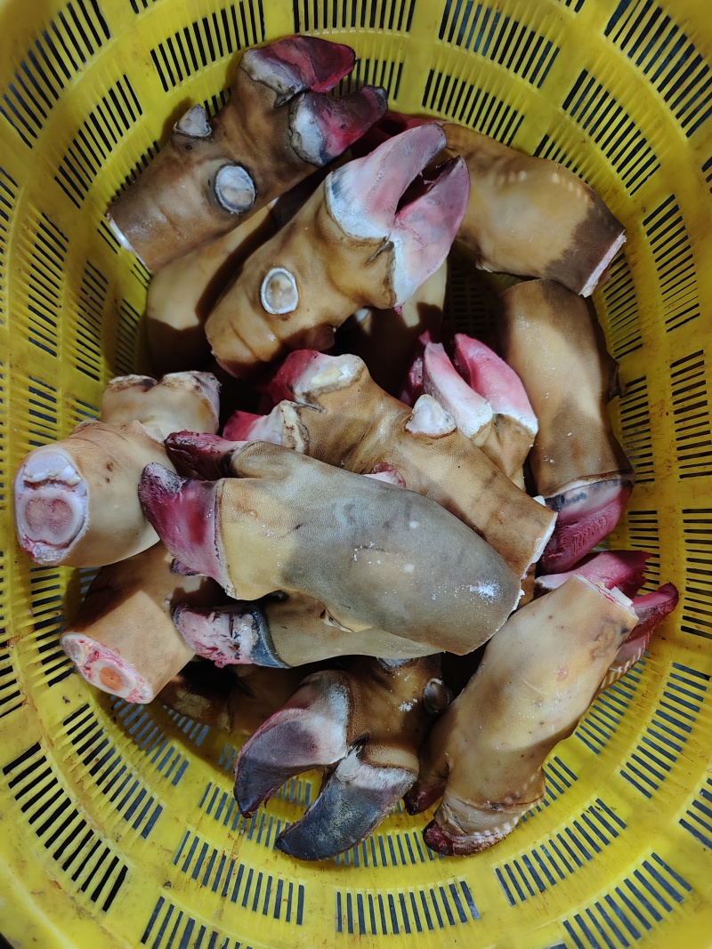 【牛蹄腕腕】当地草原黄牛的蹄加，火燎水褪都有，干净无碱！