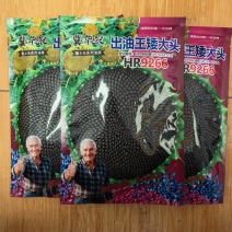 矮油葵种子春夏播瓜子葵花种子产量高出油率高可做芽苗菜种子