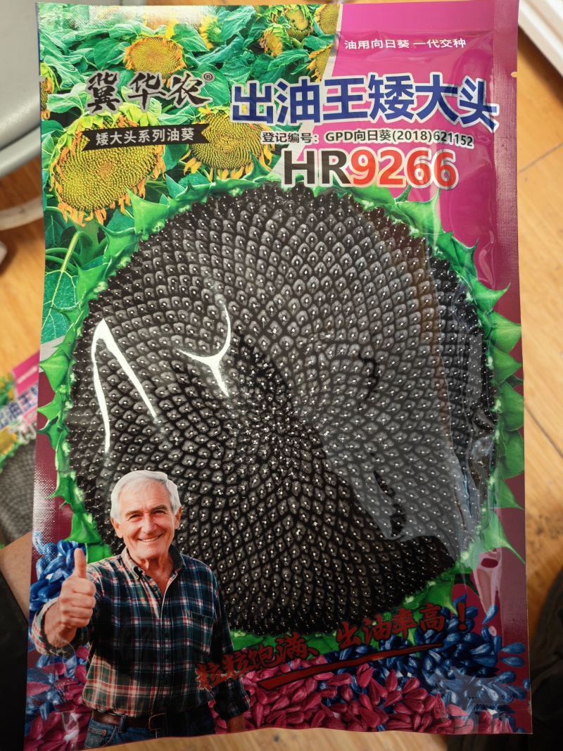 矮油葵种子春夏播瓜子葵花种子产量高出油率高可做芽苗菜种子