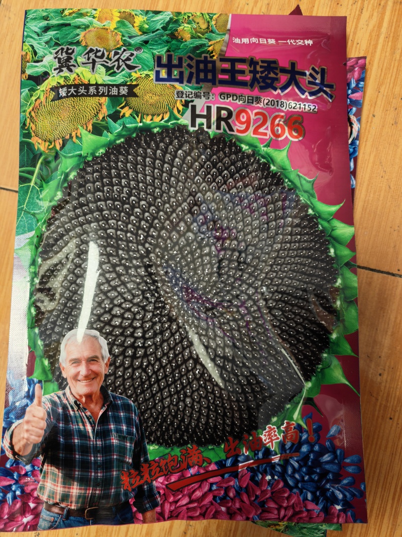 矮油葵种子春夏播瓜子葵花种子产量高出油率高可做芽苗菜种子