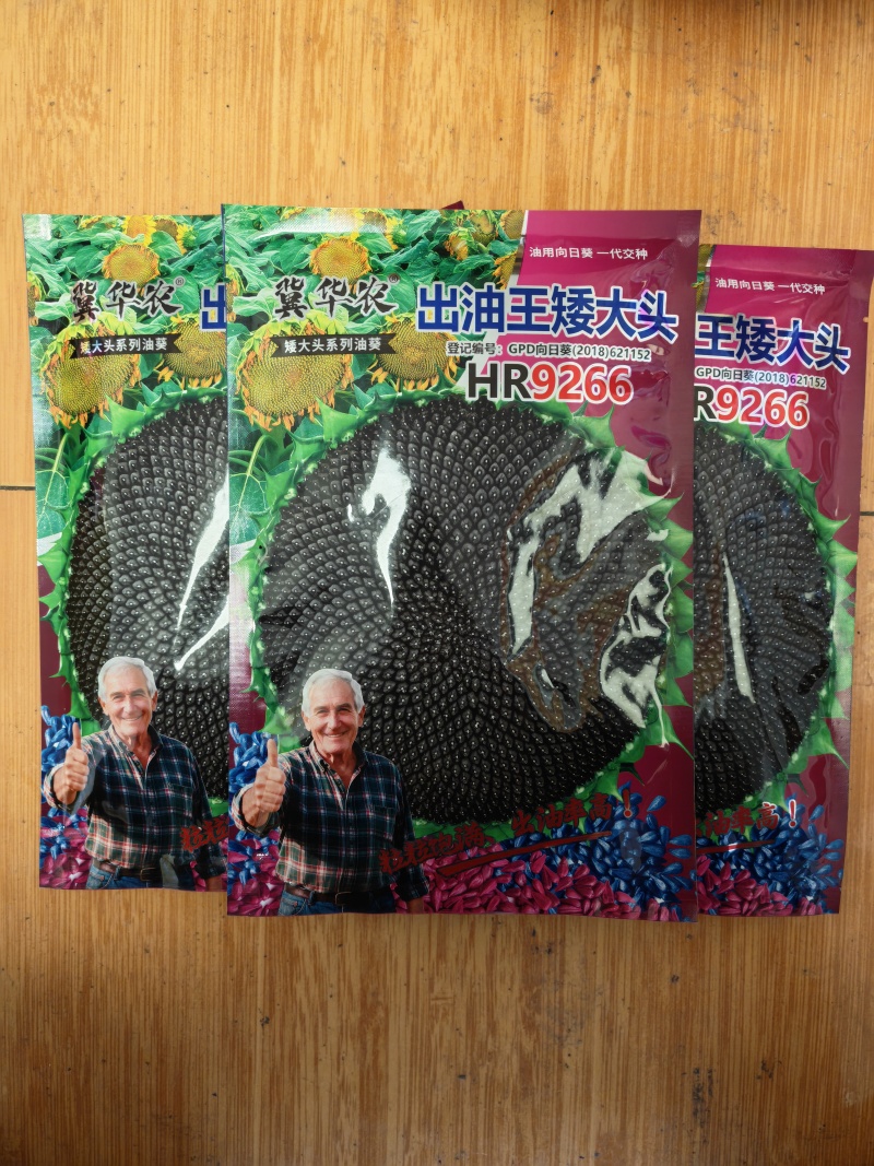 矮油葵种子春夏播瓜子葵花种子产量高出油率高可做芽苗菜种子