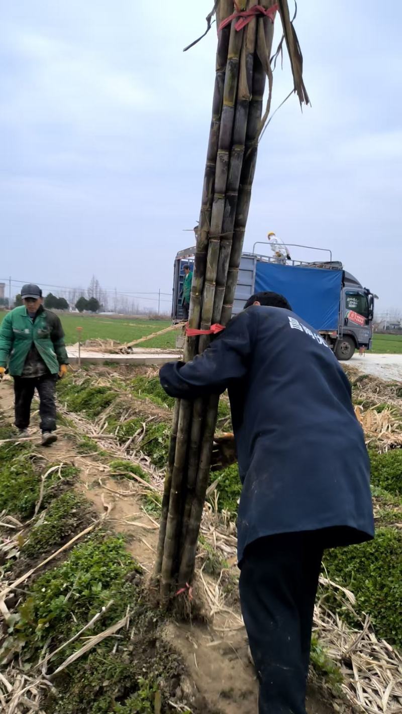湖北优质青皮甘蔗，产地直供，汁多味甜，节长均匀，量大从优
