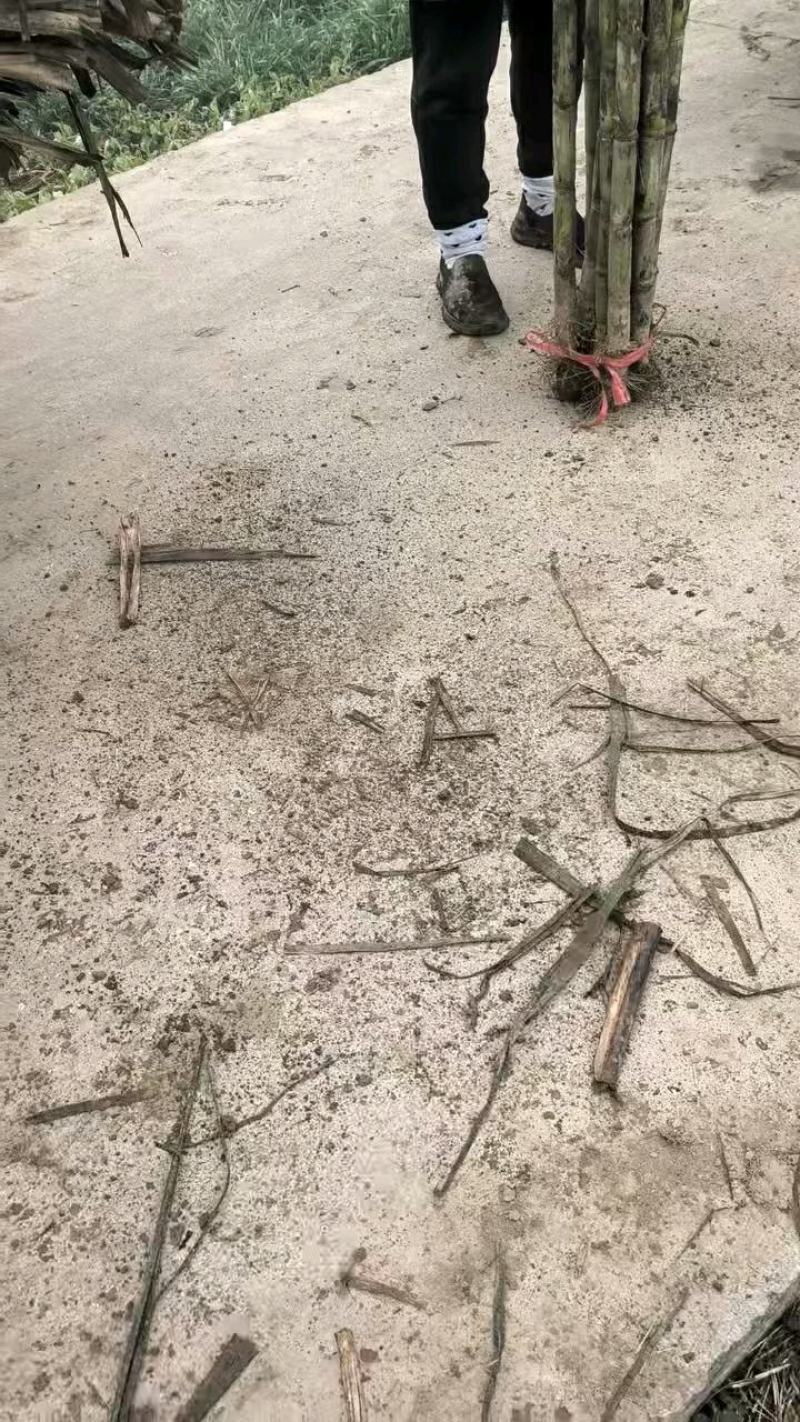 湖北优质青皮甘蔗，产地直供，汁多味甜，节长均匀，量大从优
