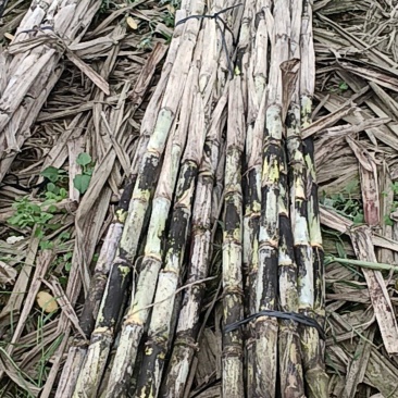 泸州水果甘蔗滞销，大降价了，一方有难八方支援，