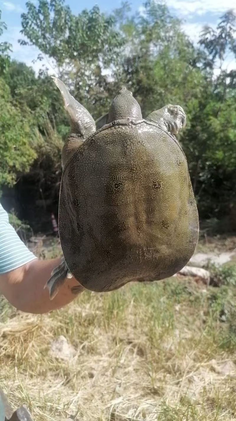 正宗中华鳖