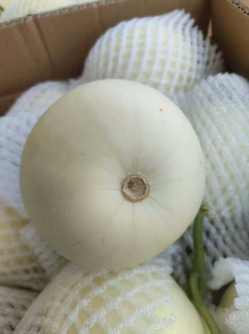 蜜糖罐小白瓜，口感清甜，皮薄肉厚，量大从优