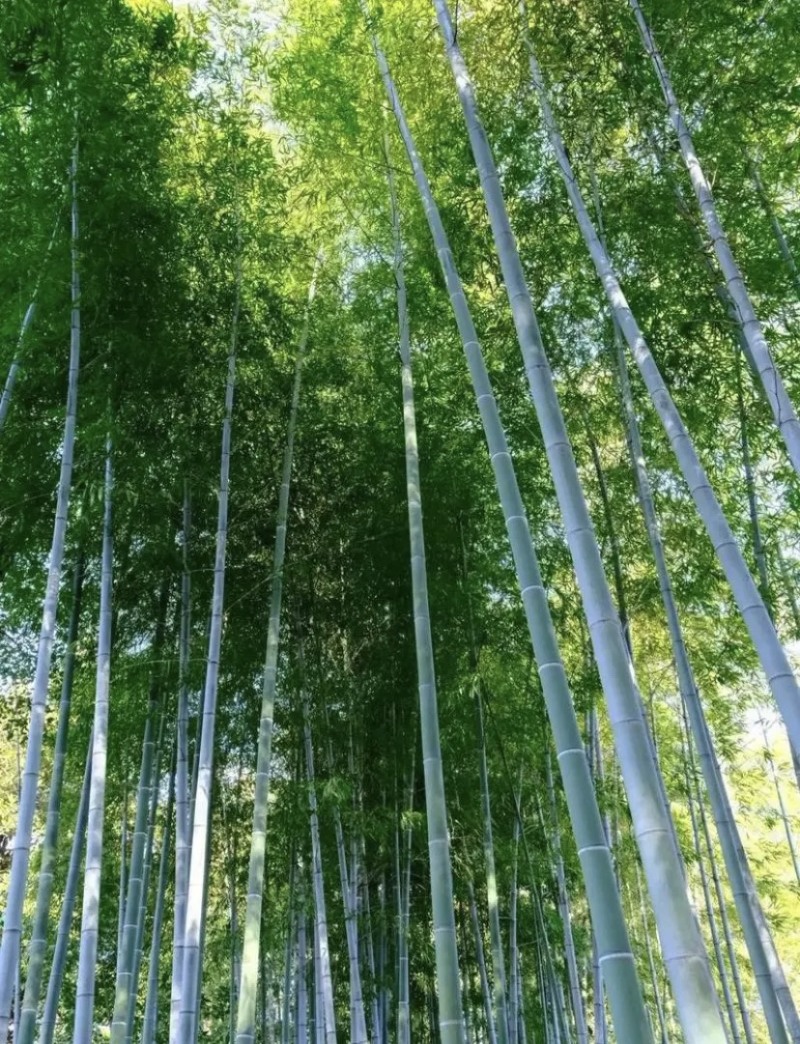楠竹，自家种植三百亩，量大可议价，急需出货