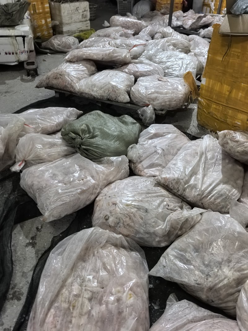 白鲢鱼全泡欢迎下单