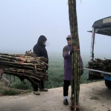 湖北青皮甘蔗，黑皮甘蔗，甜度高，大量供应！