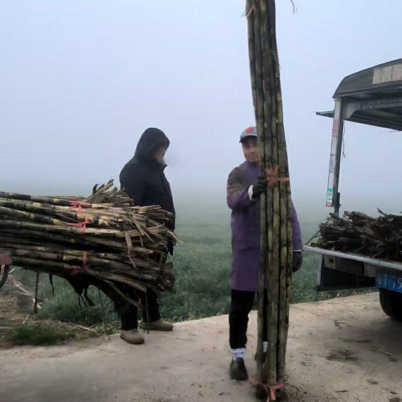 湖北青皮甘蔗，黑皮甘蔗，甜度高，大量供应！