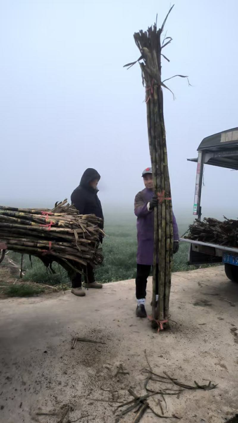 湖北青皮甘蔗，黑皮甘蔗，甜度高，大量供应！