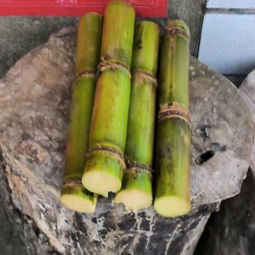 湖北青皮甘蔗上市了，甜度极高，欢迎实地看货采购！