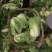 云南大白菜黄心大白菜东阳50大量上市需要联系