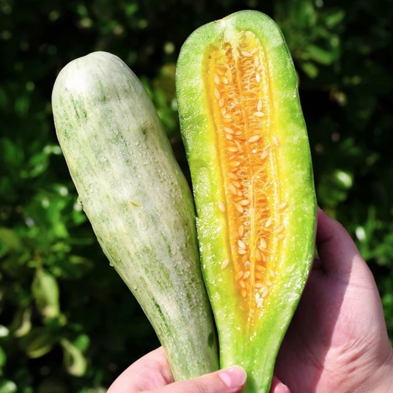 【精品】山东正宗羊角蜜直供现摘现发爆甜多汁新鲜美味