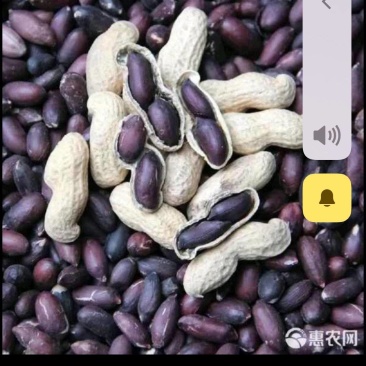 黑花生