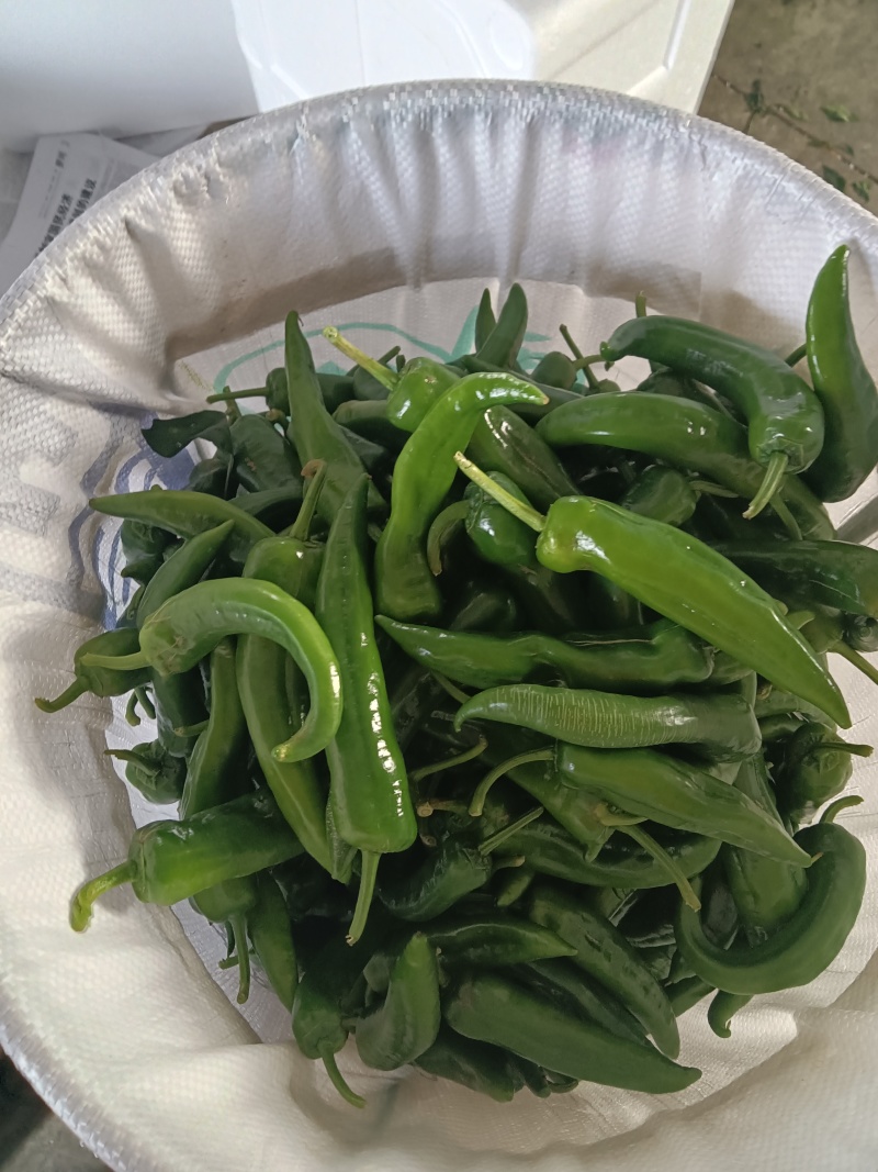 辣妹子辣椒无限量供应精品商超市场批发零售