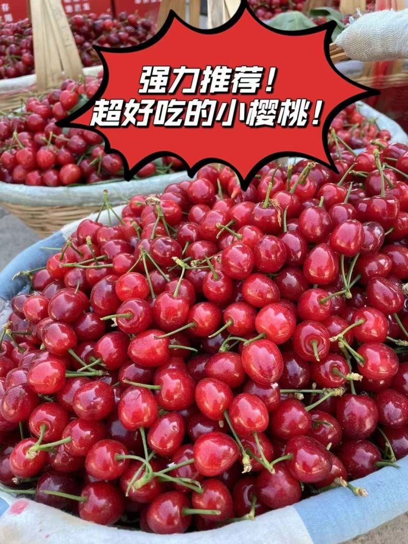 四川攀枝花米易黄草玛瑙红樱桃大量上市对接各种渠道