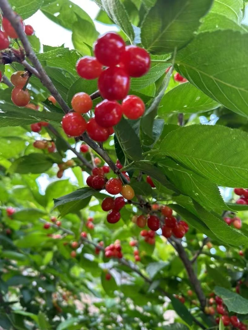 四川攀枝花米易黄草玛瑙红樱桃大量上市对接各种渠道