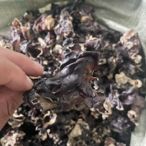 各种规格毛木耳大量供应，电商、市场、餐饮、摆摊、物美价廉