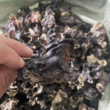 【热卖】各种规格毛木耳大量供应电商市场餐饮摆摊欢迎联系