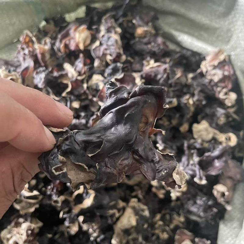 【热卖】各种规格毛木耳大量供应电商市场餐饮摆摊欢迎联系