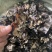 【热卖】各种规格毛木耳大量供应电商市场餐饮摆摊欢迎联系
