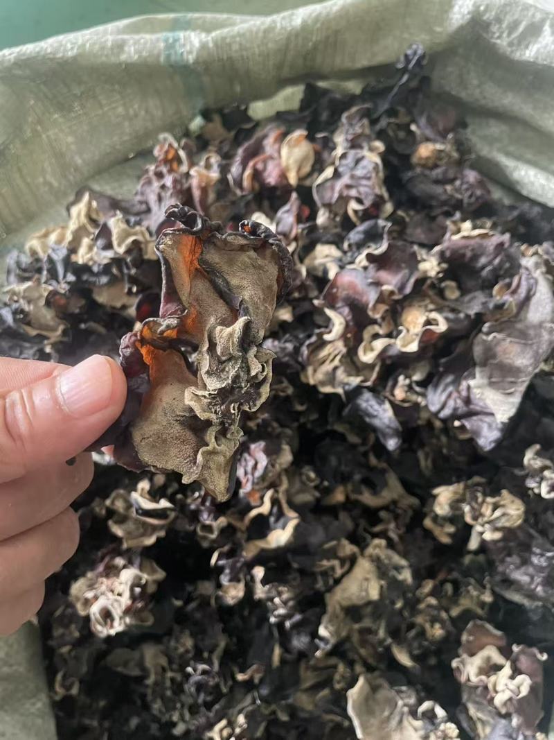 【热卖】各种规格毛木耳大量供应电商市场餐饮摆摊欢迎联系