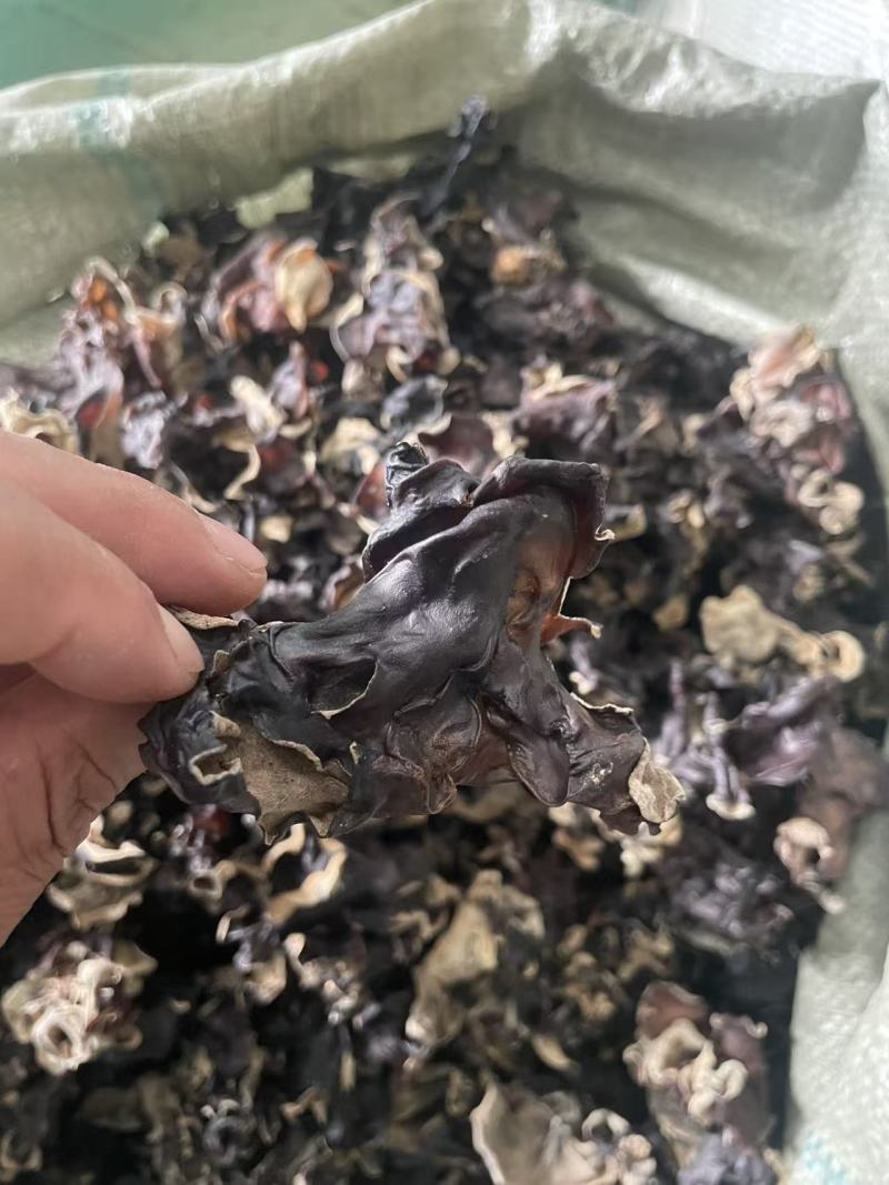 【热卖】各种规格毛木耳大量供应电商市场餐饮摆摊欢迎联系