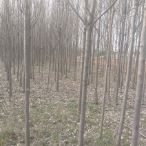 楸树
